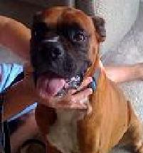 A brown boxer dog with a black snout sits indoors, tongue out, next to a person's hand.