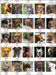 Collage of boxer dogs labeled as available, pending, or unavailable for adoption, each with a name.