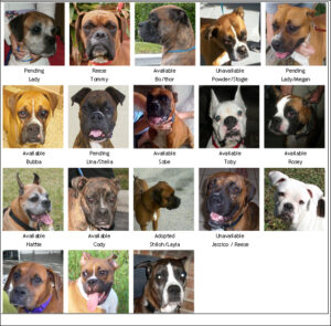 A grid of boxer dog photos, each labeled with their name and adoption status.