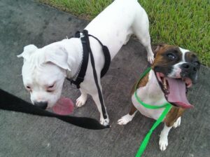 Two dogs on leashes standing on a sidewalk, both panting with tongues out.