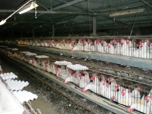 Rows of caged chickens in a commercial egg farm with trays of eggs on conveyor belts.