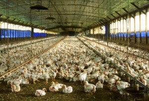 Large indoor poultry farm with hundreds of chickens crowded on the floor under a metal roof.
