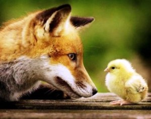 A fox closely faces a yellow chick on a wooden surface with a green blurred background.