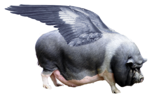 A pig with large, feathered wings attached to its back.