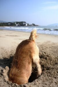 Brown dog digging a hole in the sand on a beach, head buried and tail up.