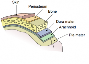 Diagram showing the layers protecting the brain: skin, periosteum, bone, dura mater, arachnoid, pia mater.