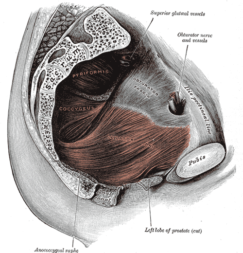 Diagram of the pelvic floor. 