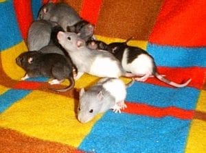 Can these adorable baby rats be harboring a deadly disease?  
