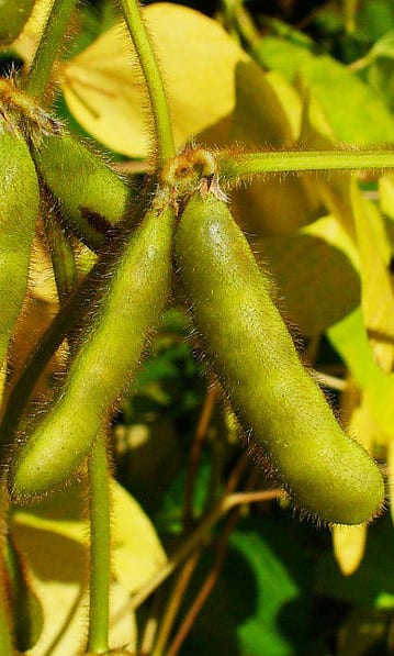 Did you know that most synthetic testosterone is made from soybeans? 