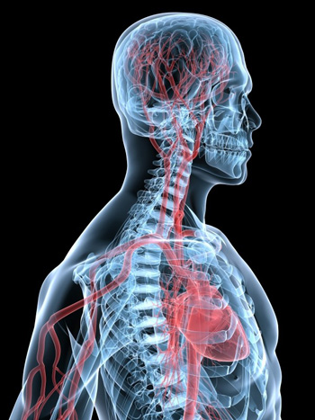 Digital body showing bones and veins