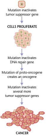 Cancer_requires_multiple_mutations_from_NIHen