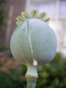 Papaver somniferum (poppy bulb) showing the latex where papaverine can be derived.