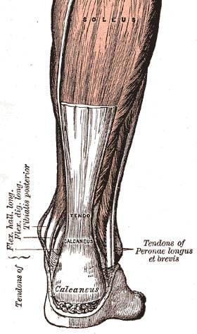 A diagram of the Achilles tendon.