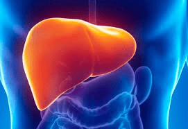 liver