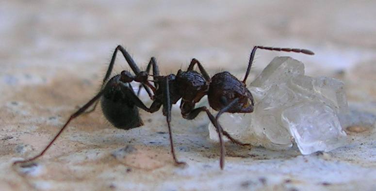 sugar ant