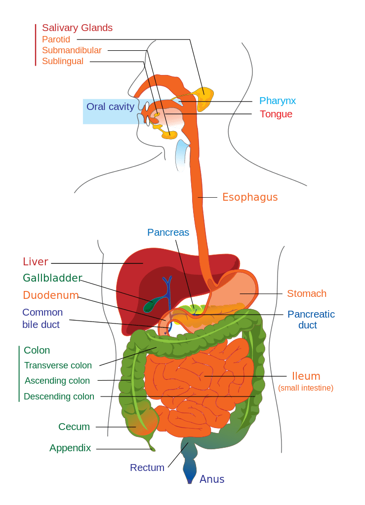 Digestive System