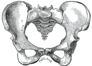 Black and white anatomical illustration of a human pelvis with Ethicon mesh viewed from above.