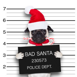 pug dog as santa claus for christmas holidays, caught on mugshot with sugar cane in mouth
