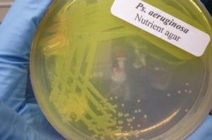 Petri dish with Ps. aeruginosa colonies, related to nasal mist research, held by a gloved hand.