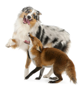 An Australian Shepherd and a red fox interact playfully against a white background.