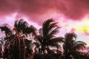 Silhouetted palm trees under a dramatic pink and purple sunset sky with dark clouds.