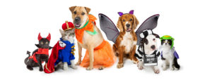 Six pets dressed in various costumes, including devil, king, fairy, prisoner, and insect outfits.