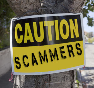 Yellow and black sign on a tree reads "Caution Scammers" beside a sidewalk.