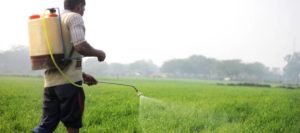 A person sprays pesticide on crops in a green agricultural field using a backpack sprayer.