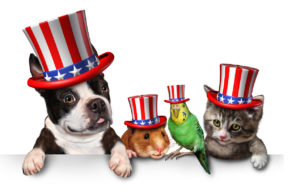 Dog, hamster, parrot, and cat wearing patriotic red, white, and blue Uncle Sam hats.