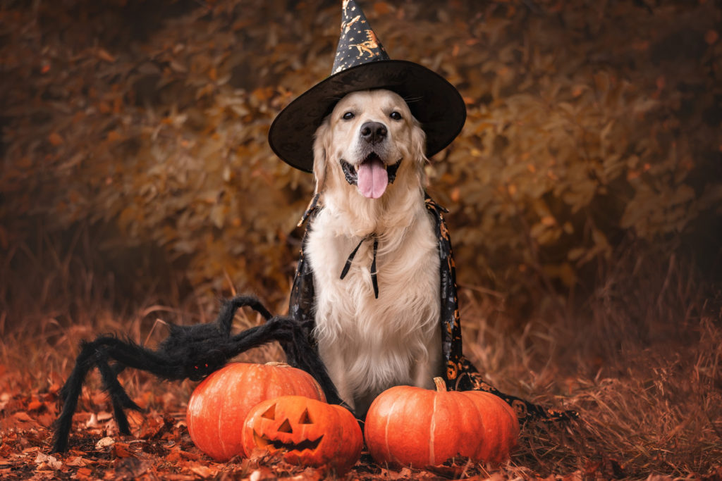 Halloween Pet Trick or Treat