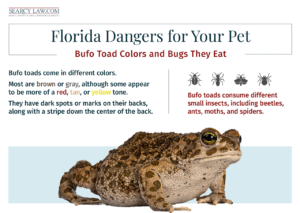 A brown bufo toad sits on a blue surface with text about its colors and diet above it.