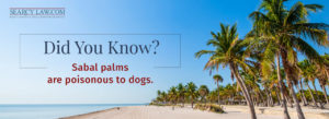 Beach with palm trees and text stating Sabal palms are poisonous to dogs.