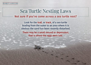 A baby sea turtle crawls across wet sand toward the ocean, leaving small tracks behind it.