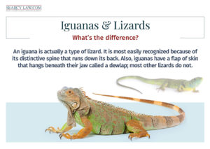 Two lizards, one labeled as an iguana, are shown with text explaining their differences.