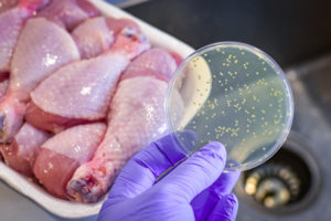 Gloved hand holds petri dish with bacteria colonies near raw chicken drumsticks in tray.