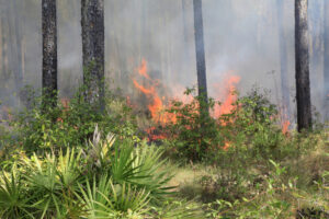 Small florida fire burns through underbrush and vegetation, smoke rising in the forest.