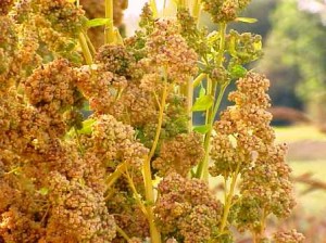 Close-up of quinoa plants with clusters of seeds growing outdoors in sunlight.