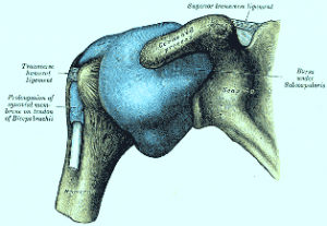 Anatomical illustration of the human shoulder joint showing bones and ligaments.